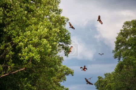 Foto de Muchas aves de cometa Brahminy o águila marina con respaldo rojo sobrevuelan el bosque de manglares en Chanthaburi, Tailandia. - Imagen libre de derechos