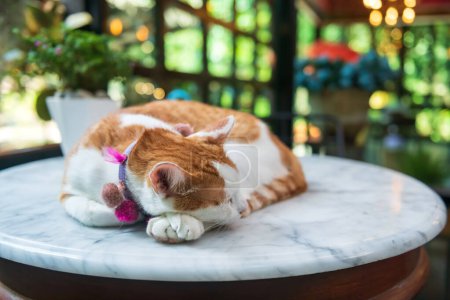 Foto de Tappy gato amarillo con lindo collar durmiendo en la mesa con borroso decoración interior adn verdor jardín. - Imagen libre de derechos