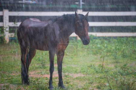 Black horse wet by heavy rain drops at countryside meadow in stable. Farm animal in rainy season.