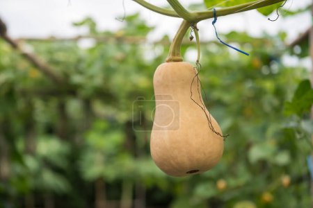 Photo for Butternut Squash growing in a greenhouse farm. Organic vegetable at harvest. Agriculture industry. - Royalty Free Image