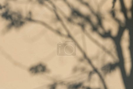 Téléchargez les photos : Ombre des arbres de jardin reflétée sur le mur plâtré blanc au coucher du soleil - en image libre de droit