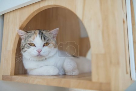 Cute tabby cat look at camera while relax inside home shelf attached on wall.