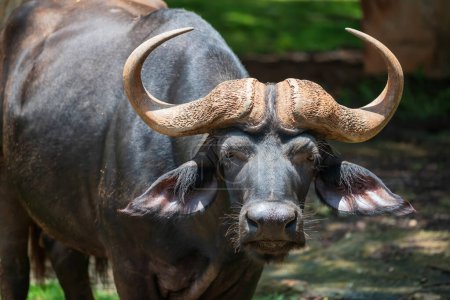 Photo for Wildlife animal portrait of African buffalo or Syncerus caffer with big horns in park - Royalty Free Image
