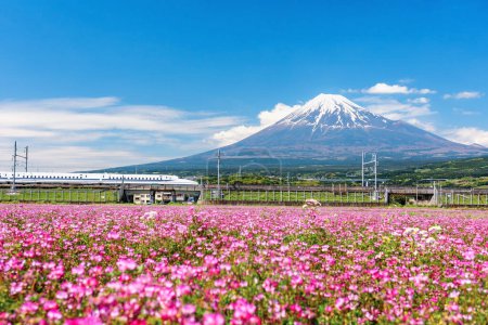 Téléchargez les photos : Le train Shinkansen JR Bullet traverse le Mt. Fuji et fleurs roses de vesce du lait alpin au printemps contre ciel bleu, ville de Fuji, Shizuoka, Japon. Célèbre transport entre Tokyo et Osaka en 2.30 hr. - en image libre de droit