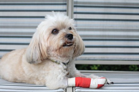 Photo for Injured Shih Tzu pet on chair wrapped by red bandage and splint after surgery in vet hospital. Dog recover and rest at home. Focus at front leg. - Royalty Free Image