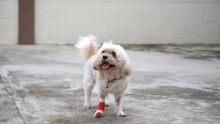 Téléchargez les photos : Sourire blessé Chien Shih Tzu enveloppé jambe par attelle et bandage rouge après la chirurgie en raison d'un accident de jambe. Portrait d'animal blessé à la maison. Assurance animale et concept sain - en image libre de droit