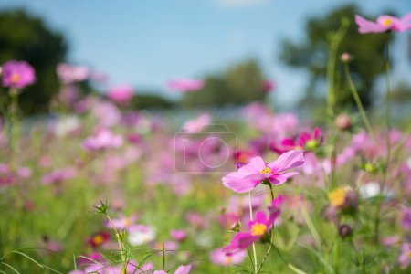 hermoso rosa cosmos flores con borroso bokeh floral en el parque de primavera en la granja o jardín botánico.
