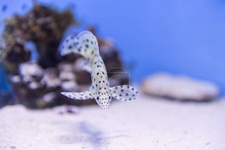 Photo for Juvenile Barramundi Cod or Panther grouper with polka dot pattern. fish swimming in aquarium. - Royalty Free Image