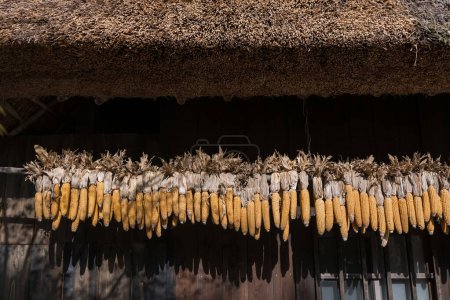 Téléchargez les photos : Maïs séché sous le toit de chaume maison en bois à Saiko Iyashi no Sato Nenba ancien village agricole, Yamanashi, Japon. Destination de voyage célèbre ou fabricant de vacances au printemps. - en image libre de droit