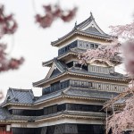 Matsumoto castle with cherry blossoms or blooming sakura flower in Nagano, Japan. Famous Matsumoto travel destination especially during spring season.