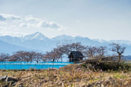 wooden house and farm with cherry sakura trees at Susuki river in Matsumoto suburb with central snow alps background, Nagano, Japan. Agriculture at spring with natural landscape, Chubu.