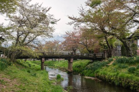 Photo for Fuji from Oshino Village bridge along canal with cherry tree or sakura, Yamanashi Prefecture, Japan. - Royalty Free Image