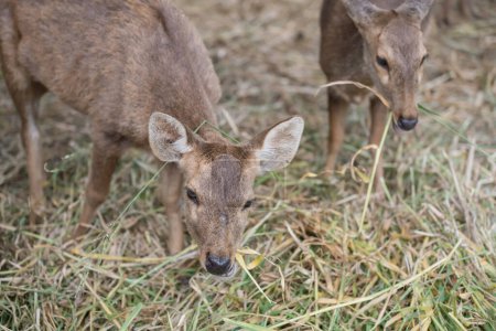 Foto de Manada de pequeños ciervos comen hierba seca en el zoológico - Imagen libre de derechos