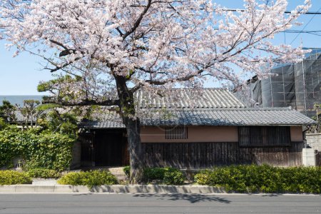 Japanese house with white cherry tree blooming or sakura blossom in spring, Nagoya, Japan.