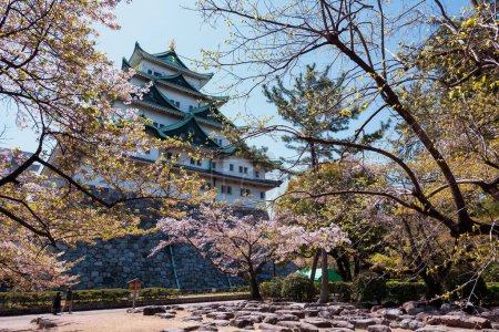 Téléchargez les photos : Sakura rose ou cerisier fleurissent dans le parc de printemps avec le fond du château de Nagoya, Japon. Destination touristique ou touristique célèbre à Aichi, Chubu - en image libre de droit