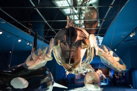 Téléchargez les photos : "Mockup skeleton of whale in Nagoya aquarium, Japan". Médecin macrocéphale ou cachalot est le plus grand prédateur dentelé. - en image libre de droit