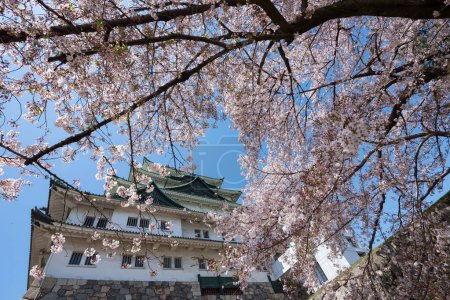 Téléchargez les photos : Fleur blanche de sakura ou fleur de cerisier au château de Nagoya au printemps, Japon. Destination touristique ou touristique célèbre à Aichi, Chubu - en image libre de droit