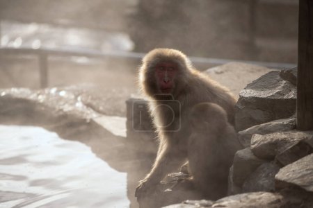 Foto de Mono de nieve japonés Familia de macacos, padres y bebés, junto a la fuente termal onsen con arroyo al atardecer en Jigokudani Park, Yamanouchi, Nagano, Japón. Famoso destino de viaje por shibu onsen. - Imagen libre de derechos