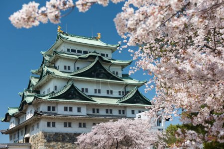 Téléchargez les photos : Château de Nagoya avec des fleurs blanches de sakura ou de cerisier et un ciel bleu au printemps, Japon. Destination touristique ou touristique célèbre à Aichi, Chubu - en image libre de droit