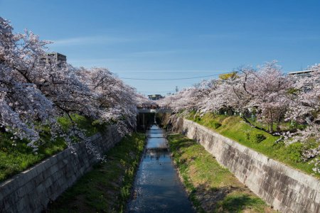 Foto de Hermosa flor de cerezo rosa o sakura en plena floración contra el cielo azul. Vista desde Yamazakigawa Riverside, Nagoya, Japón. Famoso destino de viaje y turista en primavera. - Imagen libre de derechos