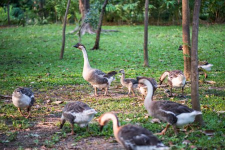 familia de ganso de greylag caminando por el patio en Queen Sirikit Park, Bangkok, Tailandia.