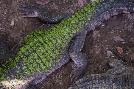Ansicht von Nahaufnahme Krokodil große Körperhaut mit angenähtem grünen Blatt im Zoo.