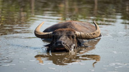 Nahaufnahme Thailändische Wasserbüffel schwimmen und schwimmen im Sumpfgebiet mit Reflexion im Büffeldorf Suphanburi, Thailand. Nutztiere im Park. Konzept Landwirtschaft und Lebensmittelindustrie