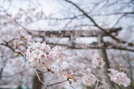 pink white sakura blossom of cherry tree with blur torii gate at Homangu Kamado shrine located at Mt. Homan, Dazaifu, Fukuoka, Japan.