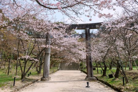 Kirschenblüte am torii-Tor des Homangu Kamado-Schreines, das am Mt. Homan, Dazaifu, Fukuoka, Japan. Rosafarbene Sakura-Blüte im Frühlingsgarten.