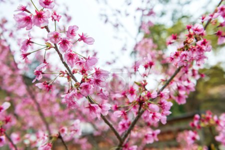rosa Sakura-Blüte des Kirschbaums am Homangu Kamado-Schrein am Mt. Homan, Dazaifu, Fukuoka, Japan.