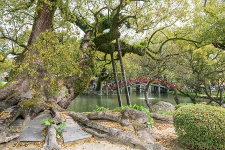 Big tree by the pond with red bridge at Dazaifu Tenmangu Shrine, Fukuoka, Japan. Famous travel destination dedicated to the spirit of Sugawara Michizane, god of education.
