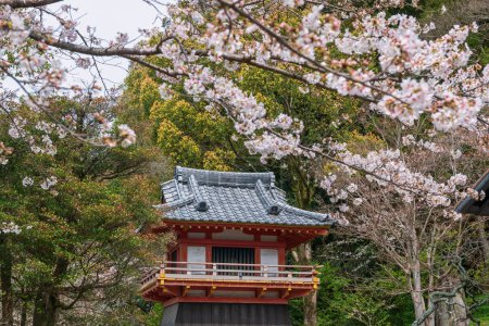 Small shrine with pink white sakura blossom of cherry tree at Dazaifu Tenmangu Shrine, Fukuoka, Japan. Famous travel destination.