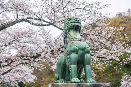 Löwenhund-Statue mit rosa Sakura-Blüte des Kirschbaums am Tozan Sueyama shinto-Schrein im Frühling, Imari, Saga, Japan.