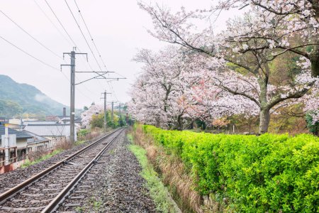 Eisenbahn auf dem Hügel durch rosa Sakura-Blüte des Kirschbaums am Tozan Sueyama-Schrein im Frühling, Imari, Saga, Japan.