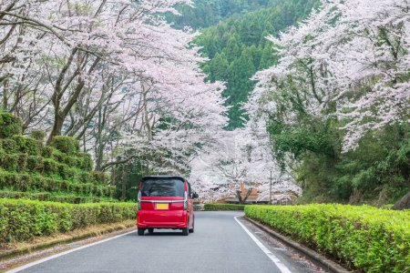 Red MPV car driving along white cherry blossom tunnel at road to Izumi Shikibu Park, Kashima, Saga, Japan. Famous travel destination especially in spring season.