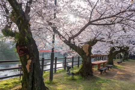 Weiße Sakura-Blüte des Kirschbaums gegen Sonnenaufgang am Fluss und rote Brücke im Frühling im Ureshino Onsen Park, Saga, Japan. Berühmtes Reiseziel für Wellnessbereich mit heißen Quellen.