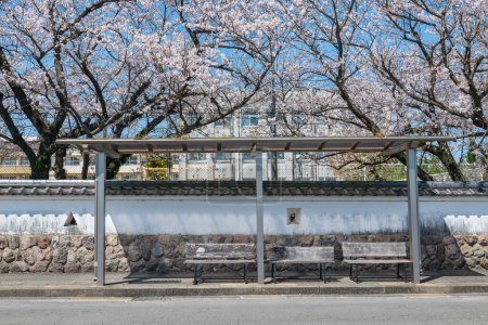 Bus station with white sakura blossom of cherry trees in school against blue sky at Shimabara town, Nagasaki, Japan.