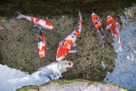 Colored koi fish swim along water passage of roadside at Koi no Mizube Michi or carp Street, Shimabara, Nagasaki, Japan. Famous travel destination to see carp swim in clear drain water along town.