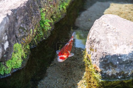 Foto de Los peces koi de cerca nadan a lo largo del paso del agua de la carretera en Koi no Mizube Michi o la calle de la carpa, Shimabara, Nagasaki, Japón. Famoso destino de viaje para ver la carpa nadar en el agua clara de drenaje a lo largo de la ciudad. - Imagen libre de derechos