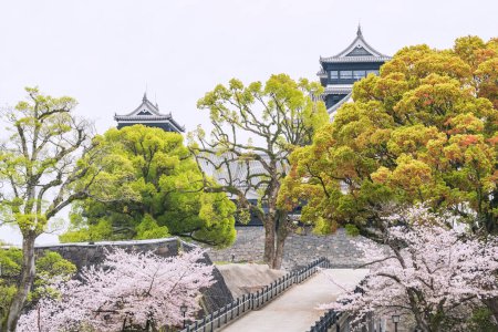 Kumamoto castle entrance with full bloom sakura of cherry tree, Kyushu, Japan. Famous travel destination in spring season.