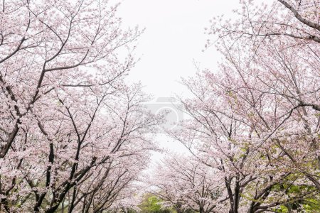 Pink sakura blossom of cherry tree tunnel at Kumamoto castle, Kysushu, Japan.