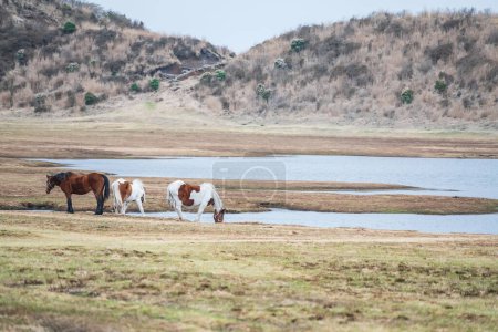 Pferd trinkt Wasser am Teich in Kusasenri Prärie Beobachtung, Aso Kuju Nationalpark, Kumamoto Präfektur, Kyushu, Japan. Berühmtes Reiseziel zum Ausbruch des größten aktiven Vulkans.