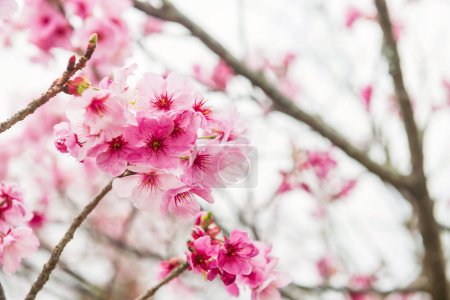 kawazu pink sakura blossom of cherry tree at Issingyo no Oozakura by mount Aso, Kumamoto, Kyushu, Japan.