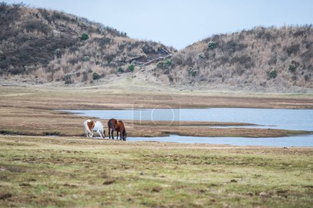horse couple drink water at pond in Kusasenri prairie observation, Aso Kuju National Park, Kumamoto, Kyushu, Japan. Famous travel destination to view eruption of largest active volcano mountain.
