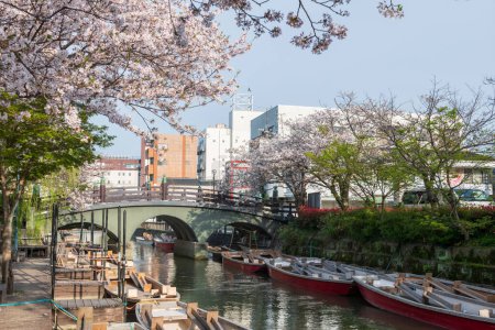 tourist boats and blossom cherry tree with bridge to Mihashira Shrine at Yanagawa Punting Kanko Kaihatsu , Fukuoka, Kyushu, Japan. Famous travel destination to cruising and sightseeing along river.