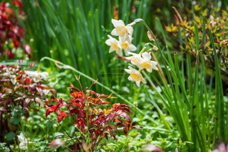 Jonquille Carillons d'argent ou narcisse en pleine fleur dans le jardin botanique japonais au parc du printemps.
