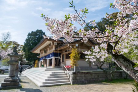white cherry blossom of sakura tee with blur Terumo shrine in Nishi park, Fukuoka, Kyushu, Japan. Here is one of the 100 Best Cherry Blossom Viewing Spots in Japan