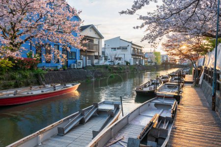 tourist boats and sakura cherry blossom along river in Yanagawa Punting Kanko Kaihatsu at sunset, Fukuoka, Kyushu, Japan. Famous travel destination to cruising and sightseeing along river.