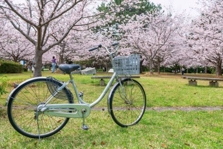 Fahrrad bei Kirschblüte oder Sakura-Baum voller Blüte im Garten des Uminonakamichi Seaside Park im Frühling, Fukuoka, Kyushu, Japan. Berühmtes Reiseziel für Radler zum Besuch von Freizeitparks, Zeltplätzen, Schwimmbädern oder saisonalen Blumenfesten