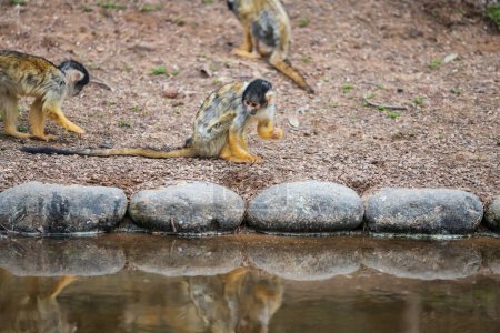 Singe écureuil à capuchon noir bolivien ou Saimiri Boliviensis par étang avec réflexion sur l'eau au parc marin d'Uminonakamichi, Fukuoka, Kyushu, Japon.